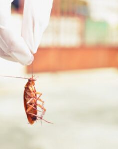 A gloved hand holding a cockroach, demonstrating a pest issue addressed by Pros In Control Pest Services in Jersey City, NJ.
