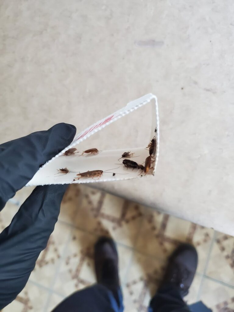 A gloved hand holding a trap filled with cockroaches, demonstrating pest removal services by SMART Exterminators in Cleveland, OH.