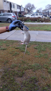 A gloved hand holding a dead rat caught in a trap, demonstrating rodent control by Safe Spot Pest Control in New Orleans, LA.