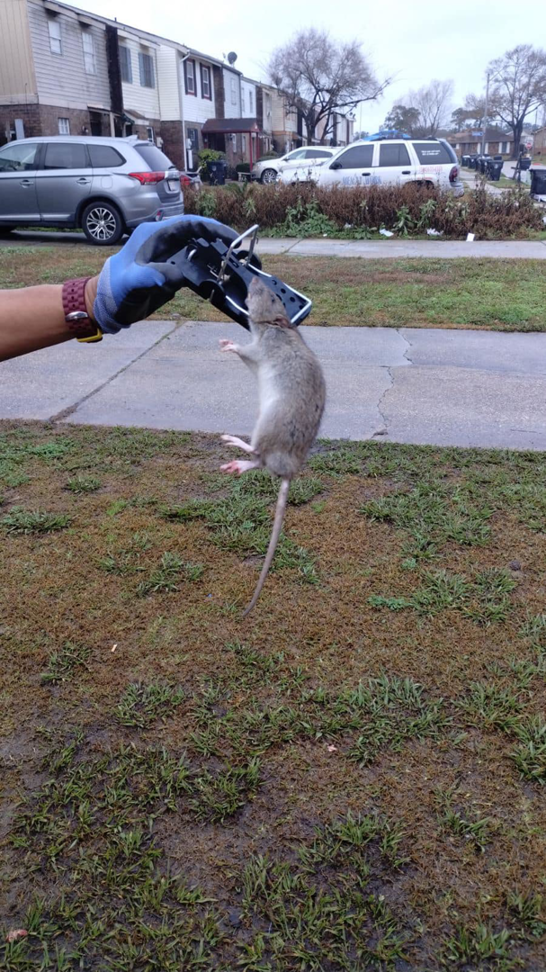 A gloved hand holding a dead rat caught in a trap, demonstrating rodent control by Safe Spot Pest Control in New Orleans, LA.