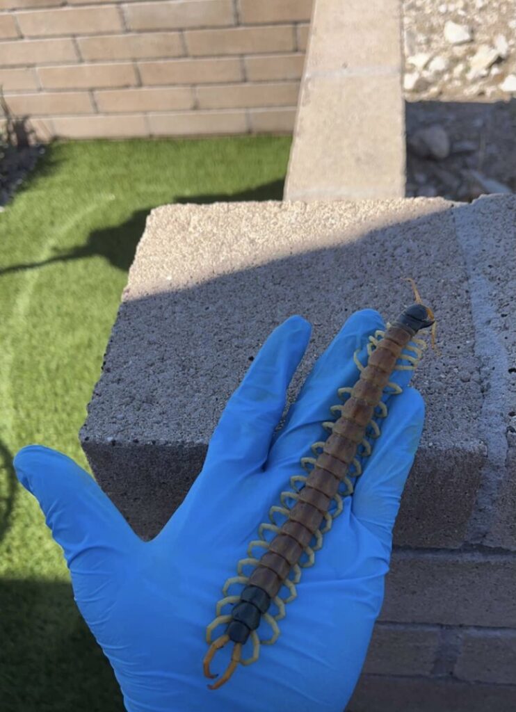 A gloved hand holding a large centipede, demonstrating pest removal by Southwest Pest Solutions in Tucson, AZ