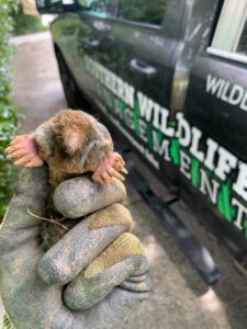 A gloved hand holding a mole, with a company truck in the background, showing pest control services by Johns Creek Bat Removal & Bat Control in Johns Creek, GA.
