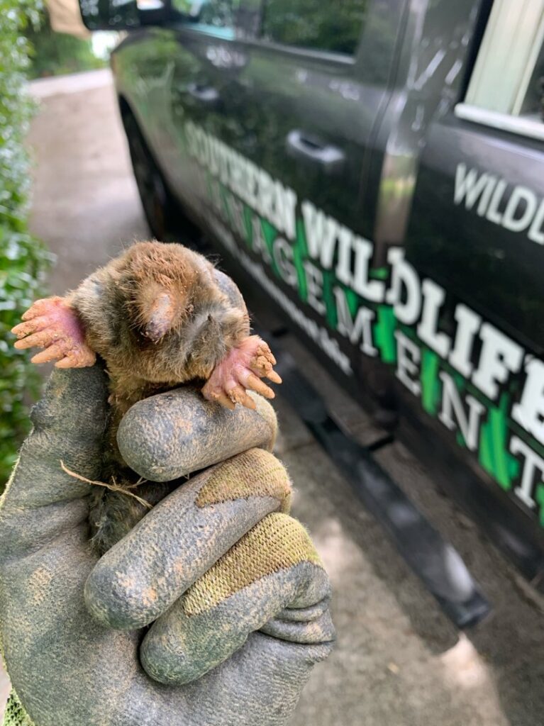 A gloved hand holding a mole, with a company truck in the background, showing pest control services by Johns Creek Bat Removal & Bat Control in Johns Creek, GA.