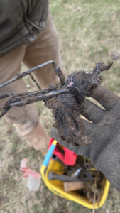 A gloved hand holding a dirty mole trap after removal by Armstrong's Wildlife Solutions in Rochester, NY.