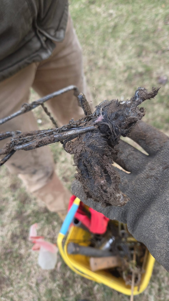 A gloved hand holding a dirty mole trap after removal by Armstrong's Wildlife Solutions in Rochester, NY.