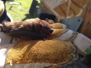A gloved hand gently holding a resting bat, demonstrating humane wildlife handling by Southern Wildlife Management in Johns Creek, GA