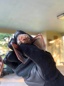 A gloved hand holding a small bat, likely captured or rescued by Nuisance Wildlife in Palmetto, FL, during a wildlife control job.