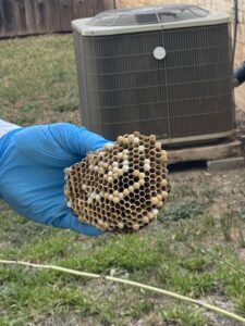 A technician's gloved hand holding a removed wasp nest, demonstrating pest control work by A-TEX PEST MANAGEMENT INC. in Austin, TX