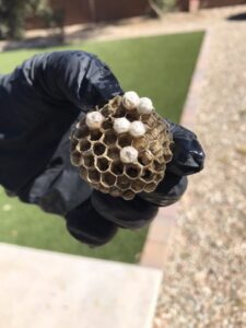 A gloved hand holding a small wasp nest with larvae, removed during a pest control service by Overson Pest Control LLC in Mesa, AZ