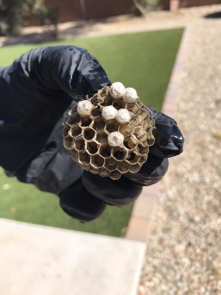 A gloved hand holding a small wasp nest with larvae, removed during a pest control service by Overson Pest Control LLC in Mesa, AZ