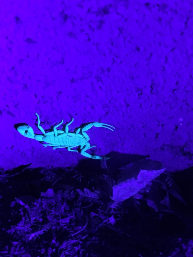A scorpion glowing brightly under UV light, a method used by Green Machine Pest Control for detection in Mesa, AZ.
