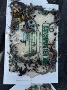 A glue trap filled with dead lizards, insects, and other pests, demonstrating effective pest control by Top Gun Pest Control in Caldwell, ID.