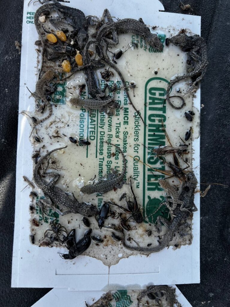 A glue trap filled with dead lizards, insects, and other pests, demonstrating effective pest control by Top Gun Pest Control in Caldwell, ID.