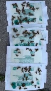 Multiple glue traps covered with dead insects, demonstrating pest monitoring and control by Epcon Lane Pest Control in Akron, OH.