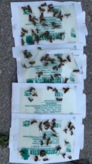 Multiple glue traps covered with dead insects, demonstrating pest monitoring and control by Epcon Lane Pest Control in Akron, OH.