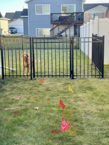 A golden retriever dog standing behind a newly installed black ornamental fence in a residential yard, completed by VASE Construction, LLC in Fargo, ND.