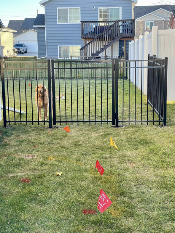 A golden retriever dog standing behind a newly installed black ornamental fence in a residential yard, completed by VASE Construction, LLC in Fargo, ND.
