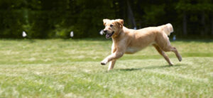 Golden retriever running in a yard with hidden fence boundary flags by DogWatch of Greater Charleston, Mount Pleasant, SC.