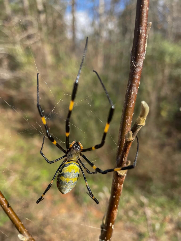 A close-up of a Golden Silk Orb-Weaver spider on its web, representing pests handled by Linx Pest Control in Greenville, SC.