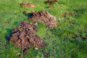 Gopher mounds visible in a grassy yard, indicating a pest problem that Gopher Guys, LLC addresses in Rio Rancho, NM.