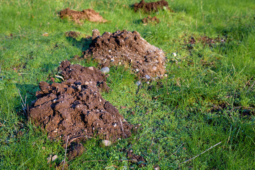 Gopher mounds visible in a grassy yard, indicating a pest problem that Gopher Guys, LLC addresses in Rio Rancho, NM.
