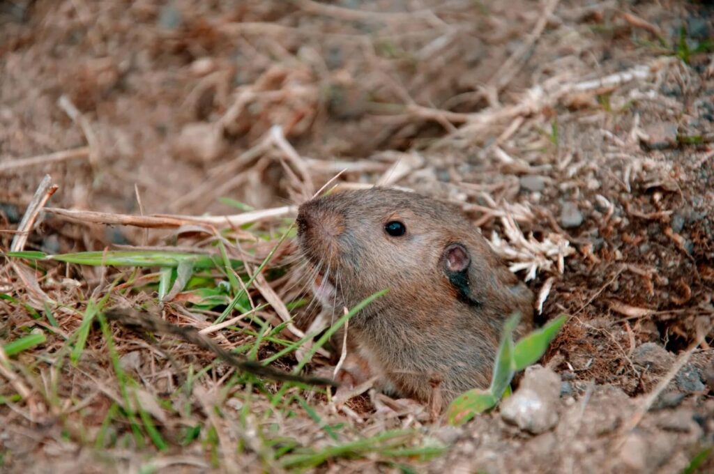 A gopher peeking out from its hole in the ground, indicating a need for wildlife control from Bug Doctor in Las Vegas, NV.