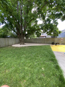 A large tree with a newly installed white gravel ring in a backyard by Chaves Lawn Care in New Bedford, MA