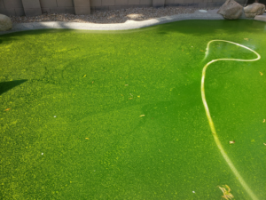 A green, algae-filled pool in need of professional cleaning from Cruz pool service and repair in Lees Summit, MO