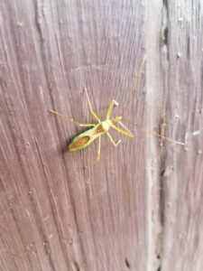 A green assassin bug on a wooden surface, a type of insect Athens Exterminating Inc. helps control in Athens, GA