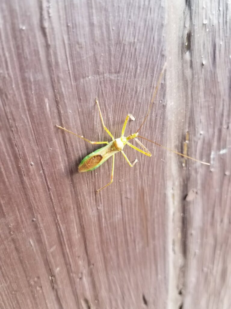 A green assassin bug on a wooden surface, a type of insect Athens Exterminating Inc. helps control in Athens, GA