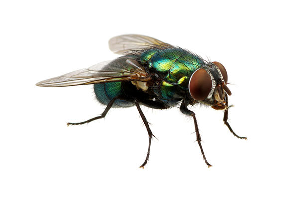 A close-up of a green bottle fly, a common insect pest controlled by Valley Pest Control in Oshkosh, WI.