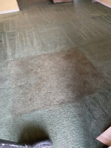 A green carpet showing a clear before and after, half cleaned by Affordable carpet cleaning CO LLC in Montgomery, AL.