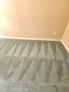 A green carpet showing distinct cleaning lines after service by Legendary Carpet Care+ in Toledo, OH.