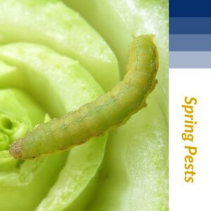 A close-up of a green caterpillar, a common spring pest, which Nature's Finest can control in Tallahassee, FL.