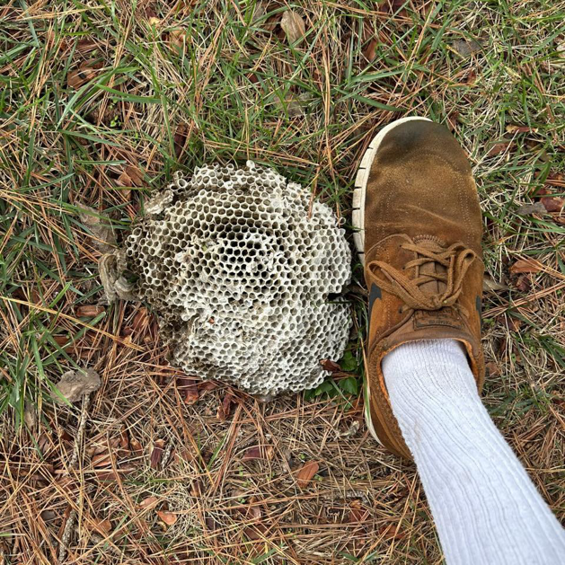 A large ground wasp nest next to a person's foot, showing a pest control issue for Hug-A-Bug Pest Control & Termite in Virginia Beach, VA.