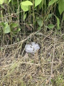 A ground wasp nest nestled in tall grass, highlighting the outdoor pest control services offered by All Pest of Syracuse in East Syracuse, NY.