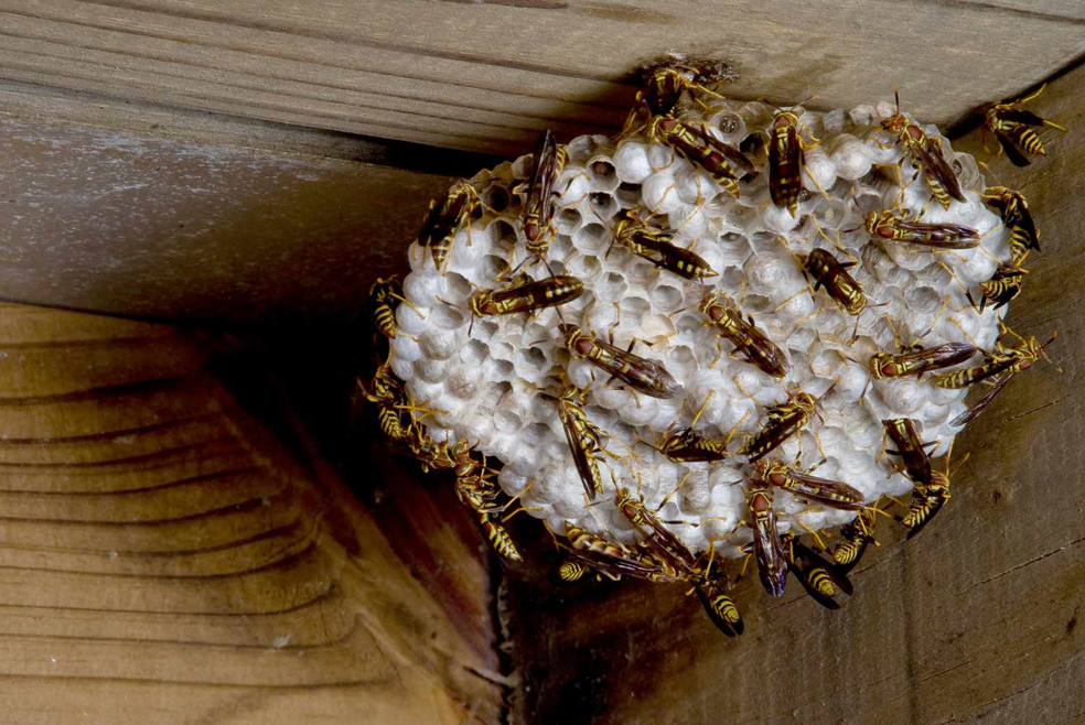 Ground wasps entering and exiting their nest in the soil, a pest control challenge addressed by Barton Pest Solutions in York, PA.