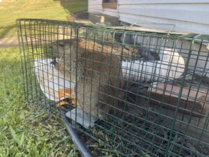 A groundhog safely caught in a live trap for humane wildlife control by Go Go Pest Control, LLC in Wintersville, OH.