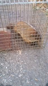 A groundhog safely caught in a live trap, ready for humane wildlife removal by AccuPest Pest Control in Waterbury, CT.
