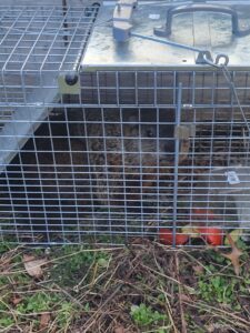A groundhog safely caught in a live trap during a wildlife removal service by Pest Express LLC in Rochester, NY