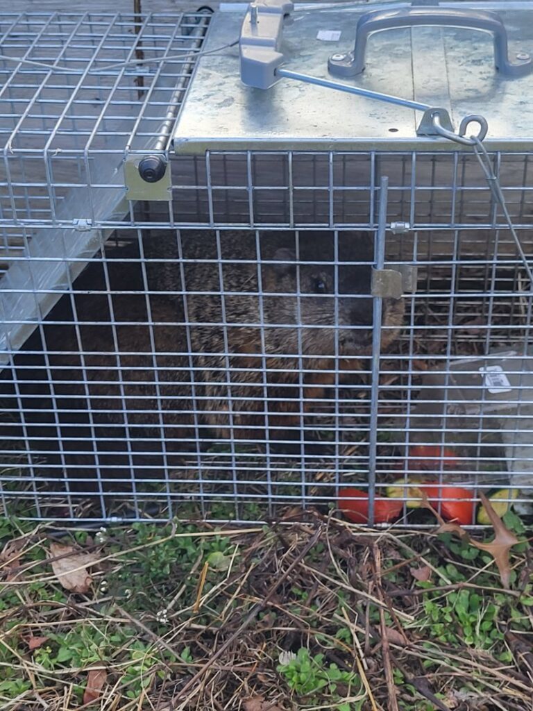A groundhog safely caught in a live trap during a wildlife removal service by Pest Express LLC in Rochester, NY