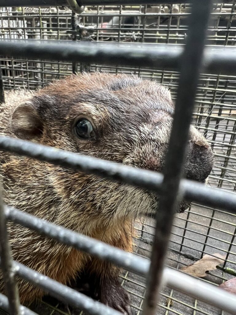 A close-up of a groundhog in a cage trap, showing wildlife control efforts by Johns Creek Bat Removal & Bat Control in Johns Creek, GA.