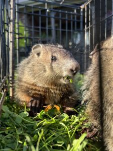 A groundhog captured in a cage trap, demonstrating humane wildlife removal by Johns Creek Bat Removal & Bat Control in Johns Creek, GA.
