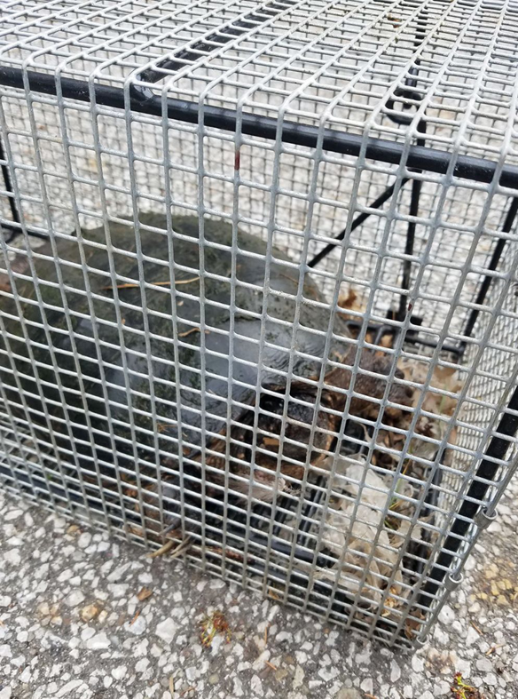 A groundhog caught in a humane cage trap by Wildlife Removal Pro Utica, NY, for safe removal.