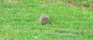 A groundhog in a grassy field, representing wildlife removal services by Bohmz Pest Services in Janesville, WI.