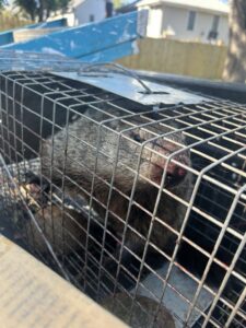 A groundhog captured in a live trap by Titan Pest Pro for wildlife removal services in Kansas City, MO.