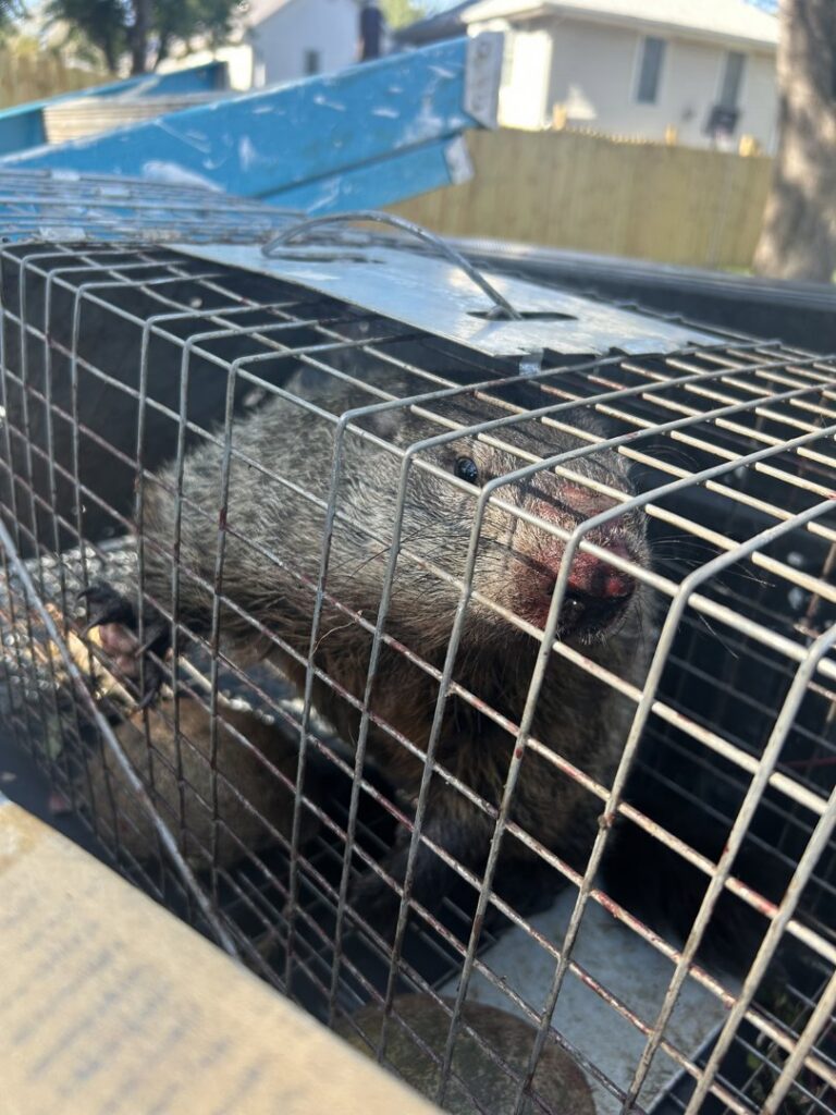 A groundhog captured in a live trap by Titan Pest Pro for wildlife removal services in Kansas City, MO.