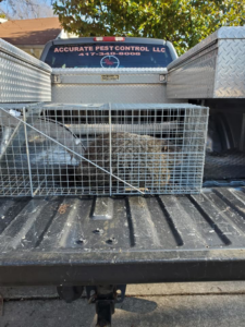 A groundhog safely captured in a live trap in a truck bed by Accurate Pest Control, LLC in Marionville, MO.