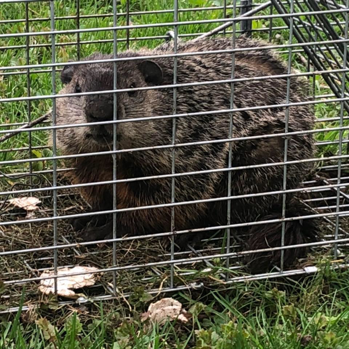 A groundhog caught in a live trap by National Wildlife Control in Lansing, MI.