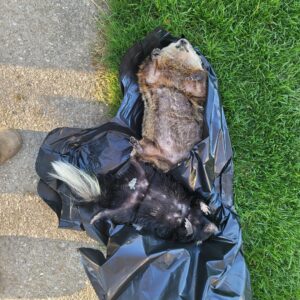 Deceased groundhog and skunk placed in a black bag for removal by JB Wildlife & pest removal in Northfield, OH.